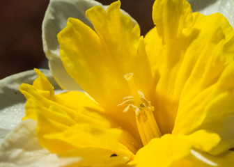 Bright yellow spring daffodil (Latin: Narcissus). Also called jonquil. Close up of the stamens and petals. National flower of Wales, associated with Saint David's Day (March 1).