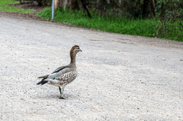 Adult female Australian wood duck, Chenonetta jubata