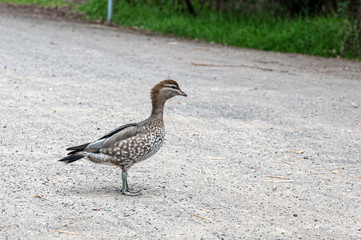 Adult female Australian wood duck, Chenonetta jubata