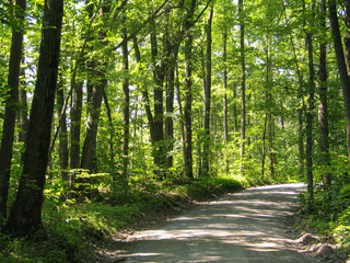 Back Road in Summer