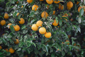 bitter orange tree laden with fruits and flowers, against a blurred background.