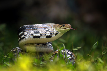 Copper-headed Trinket Snake ready to attack