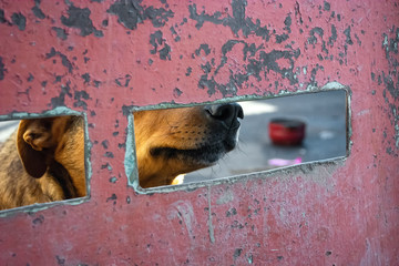 Dogs eyes in the fence of a shelter for stray animals
