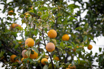 bitter orange tree laden with fruits and flowers, against a blurred background.