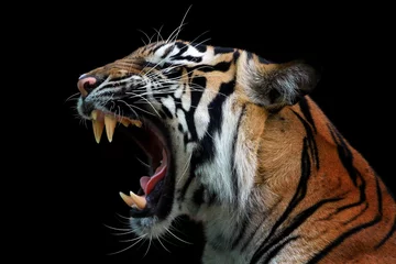 Fotobehang Voor haar Hoofd van de Sumateraanse tijger