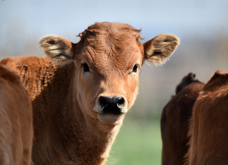 young bull in the cattle raising