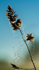 Close up photos of the cobwebs with water drops on the early morning grassland. Water drops reflecting rising sun. Green blue blurred background. Estonia, European Union.