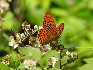 butterfly on flower