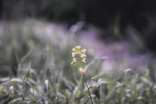 Sinapis arvensis, the charlock mustard in spring yellow blossom against a blurred green background.