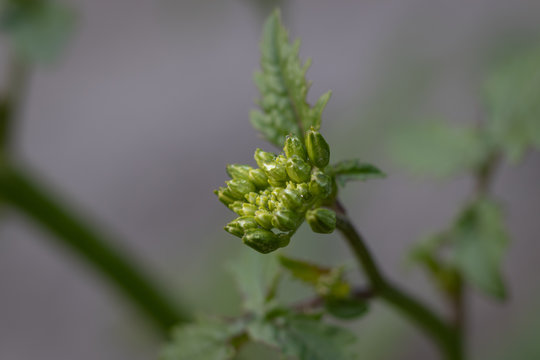 Sinapis arvensis, the charlock mustard in spring yellow blossom close flower against a blurred green background. Close-up shot with tiny drops of dew.