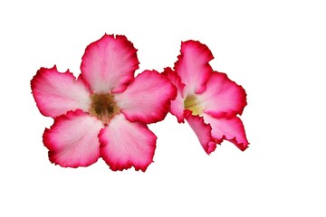 Pink adenium flowers on white isolated background. Adenium obesum is a colorful houseplant in temperate regions.