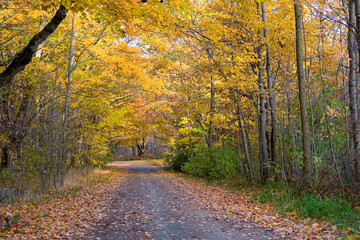 Forest Road in Autumn 1