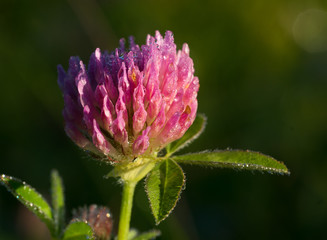 Close up of head of a red clover (Latin: Trifolium) also called trefoil on sunny meadow. Sun brightens leaves and petals of beautiful pink wild flower. Estonia, Europe.
