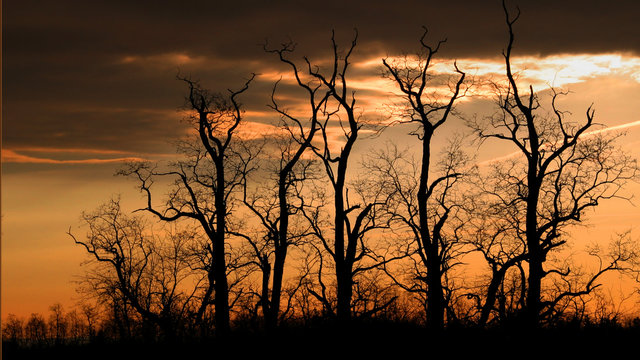 Hickory Trees against a Winter Sky