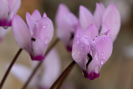 White and pink cyclamen flowers with small drops of dew on petals blurred background