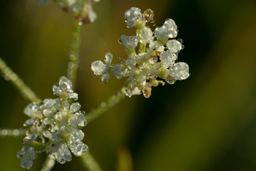 Tiny white blossom which is covered with small water drops, Sun shining through delicate petals. Bright summer morning in Estonia, Europe.