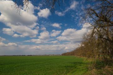 Fototapeta na wymiar Field. Rural landscape