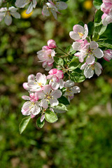 Apple Blossoms in a New York Spring