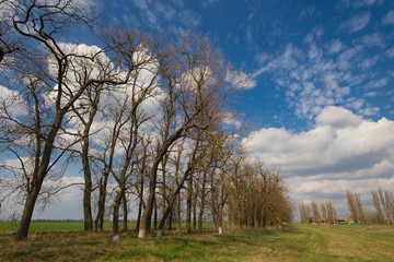 Fototapeta na wymiar Field. Rural landscape