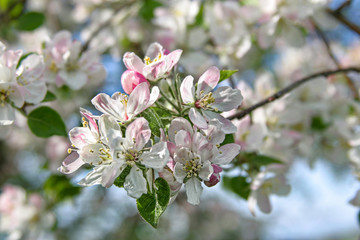 Fototapeta na wymiar Apple Blossoms in Spring