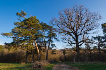 Obraz premium Forest. Spring landscape