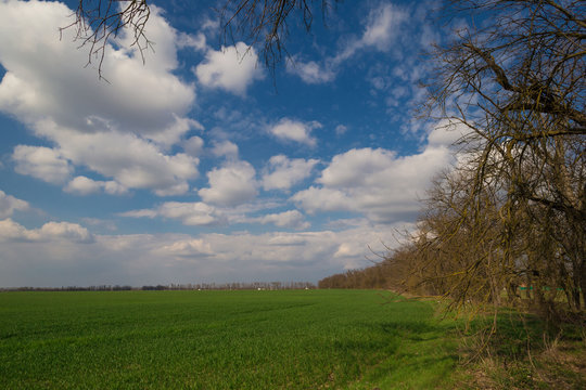 Field. Rural landscape © erainbow