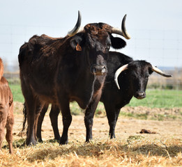 toros bravos en una ganaderia en españa
