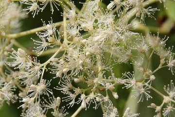 Hortensienbl&uuml;ten