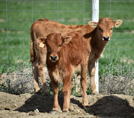 Naklejka na ściany i meble young bull in the cattle raising