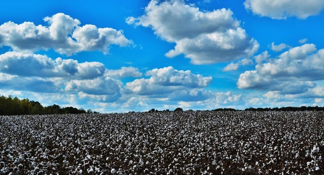 Cotton Field