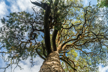 Trunk and ornamental foliage of pine tree, photographed from below to top. Mix from crooked branches, green thorns and bright blue sky. Estonia, European Union