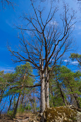 Forest. Spring  landscape