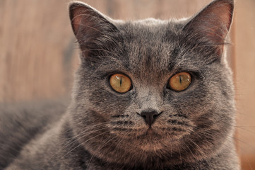 portrait of fluffy british cat on wooden background