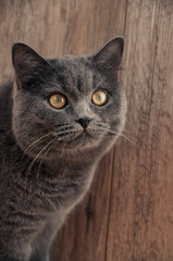 Fototapeta premium portrait of fluffy british cat on wooden background
