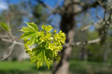 Light green leaves of Norway maple (Latin: Acer platanoides) on sunny spring day. Beautiful bouquet in clean environment. Pure nature. Estonia, Baltic, Europe.