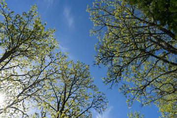 Branch of the tree with small opening leave buds against bright blue sky. Early spring when leaves are just starting to grow and morning frost has made ice crystals on leaves. Estonia, Baltic, Europe