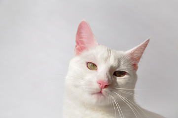 Fototapeta na wymiar portrait of fluffy british cat on wooden background