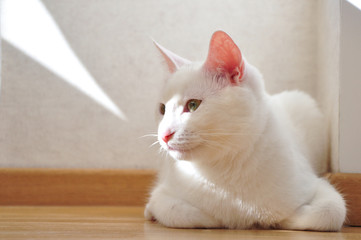 portrait of fluffy british cat on wooden background