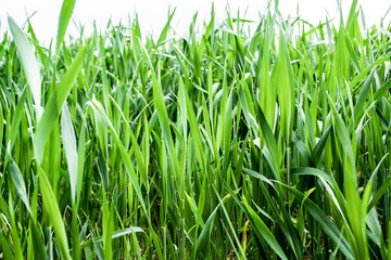 Lovely summer meadow with lush green grass; macro photography