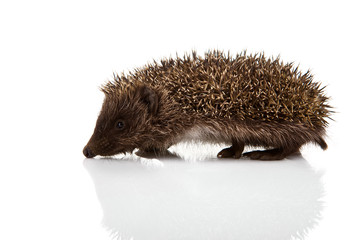 Hedgehog isolated on white background