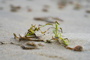 Close up of few green grass leaves on the sandy beach in the wind. Estonia, Europe.