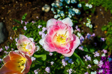 Pink Tulip at the garden in spring