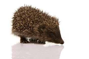 Hedgehog isolated on white background