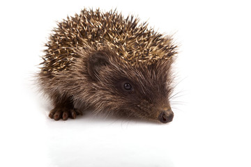 Fototapeta premium Hedgehog isolated on white background
