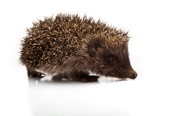 Hedgehog isolated on white background