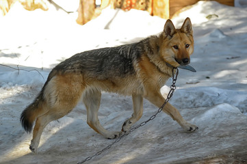 beautiful shepherd, mestizo with a wolf, in the snow