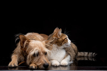 GATO Y PERRO CON FONDO NEGRO