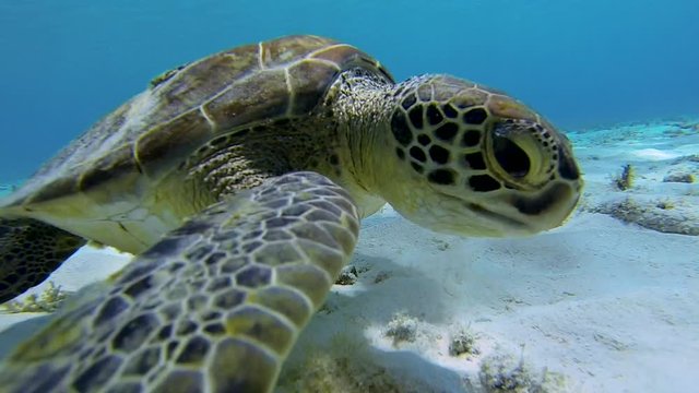Beautiful sea turtle eating plants on the ocean floor, then the camera turns to a flatfish and back to the turtle