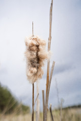 Closeup of a Typha (Latin: Typha latifolia). Dried overblown cattail in the grayish  blue sky background in Soodla sand and gravel open land mining pit. Single plant towering in the nordic nature.
