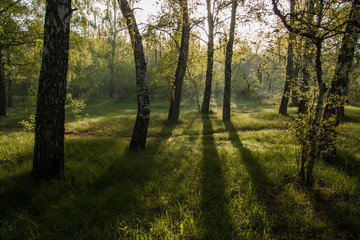 Obraz premium spring morning in a birch grove